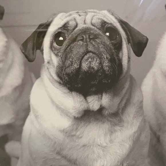 22 x 22” pug picture dark wood frame metal wire - Picture 4 of 5